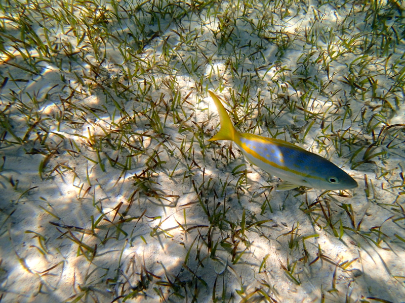 All about snorkeling at Castaway Cay on a Disney Cruise