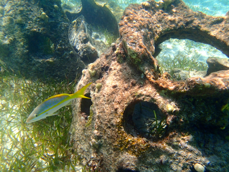 All about snorkeling at Castaway Cay on a Disney Cruise