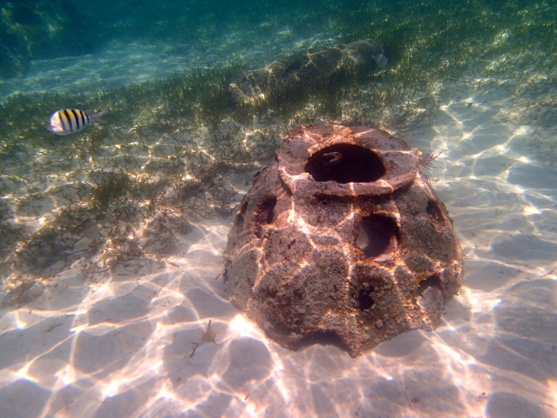 All about snorkeling at Castaway Cay on a Disney Cruise