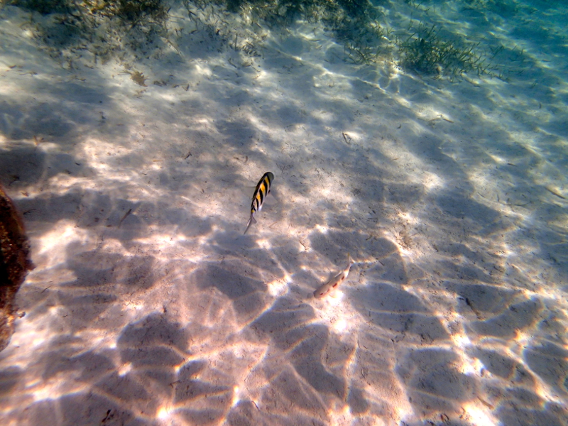 All about snorkeling at Castaway Cay on a Disney Cruise