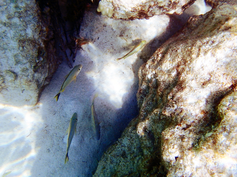 All about snorkeling at Castaway Cay on a Disney Cruise