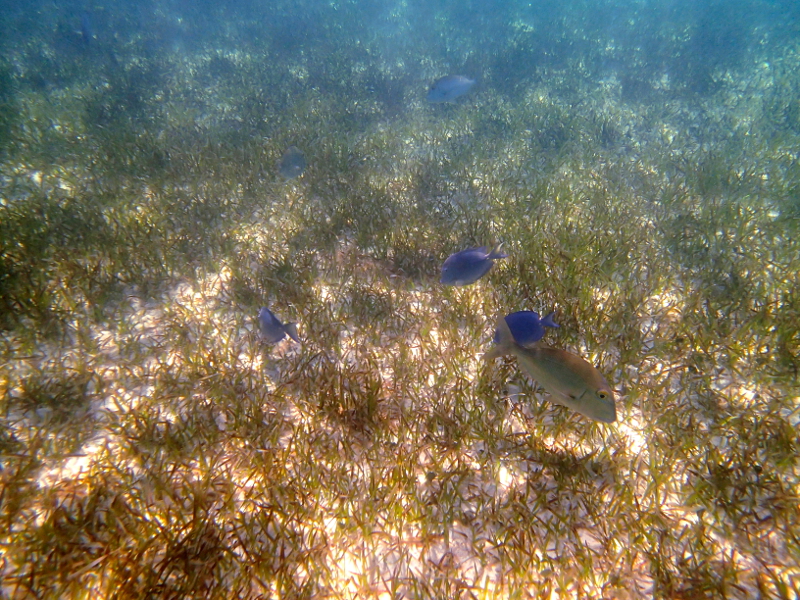 All about snorkeling at Castaway Cay on a Disney Cruise