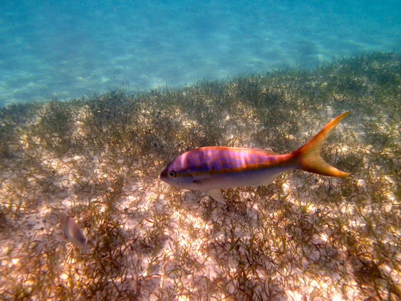 All about snorkeling at Castaway Cay on a Disney Cruise