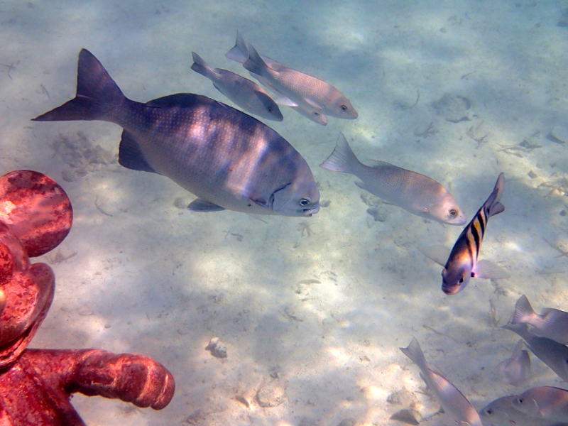 All about snorkeling at Castaway Cay on a Disney Cruise