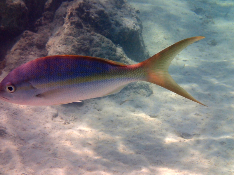 All about snorkeling at Castaway Cay on a Disney Cruise