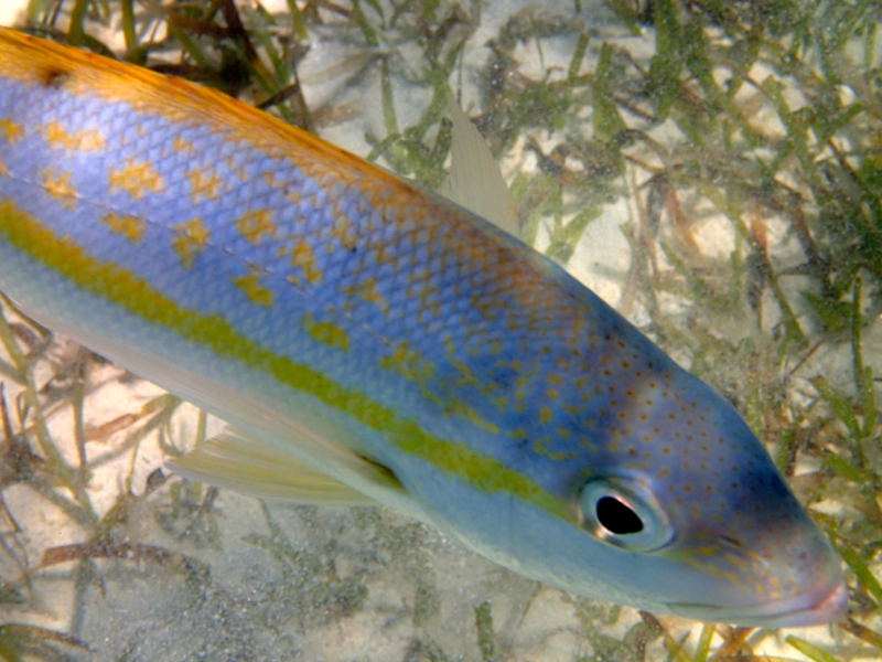 All about snorkeling at Castaway Cay on a Disney Cruise