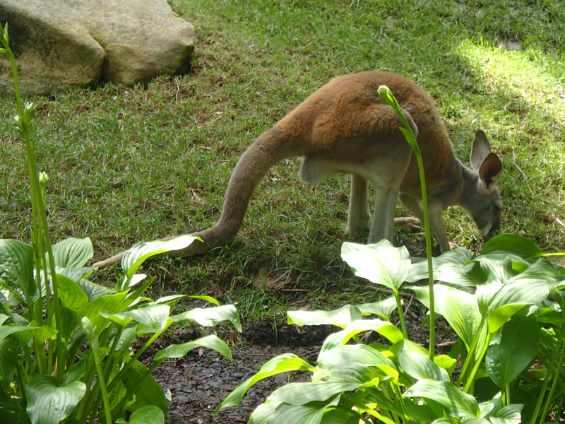 Nashville zoo