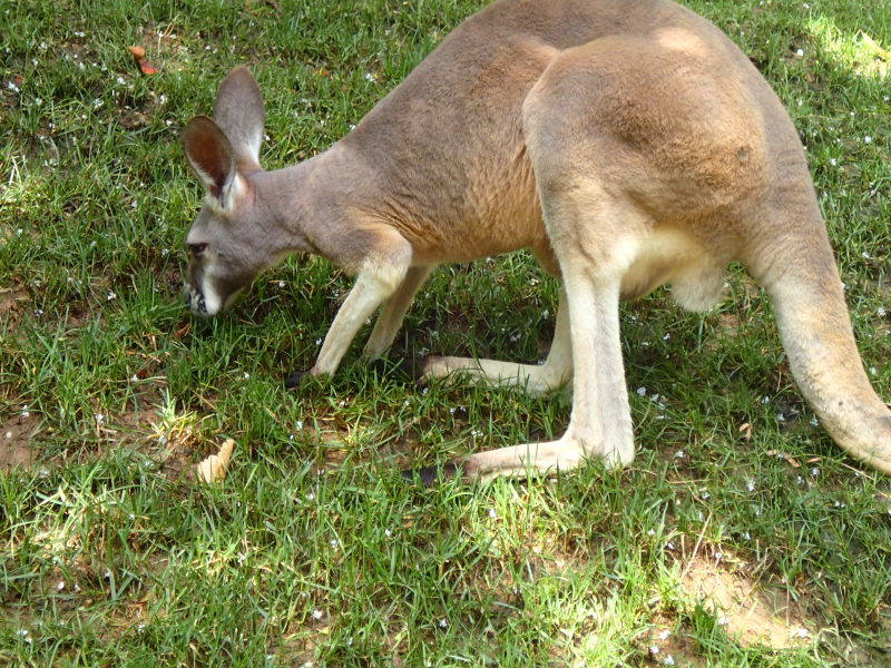 Nashville zoo