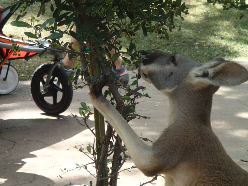 Nashville zoo