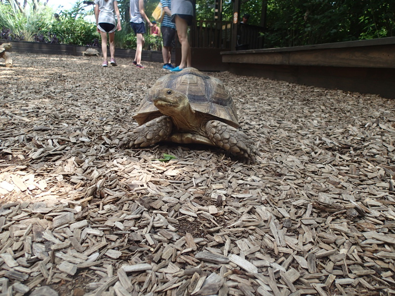 Nashville zoo