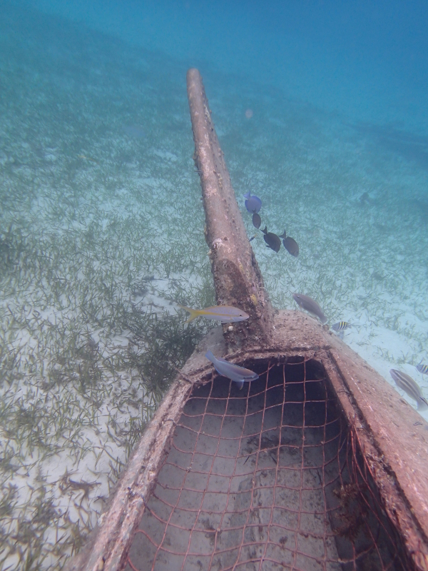 castaway cay snorkeling