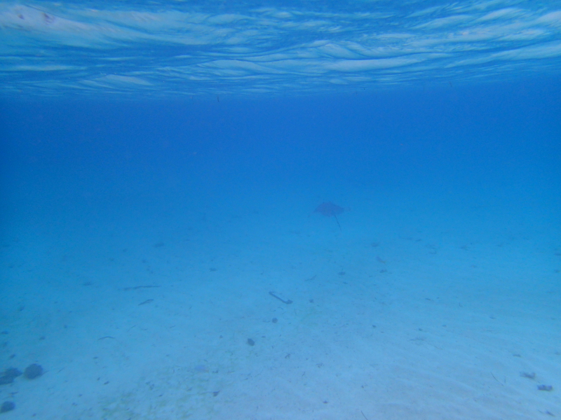 castaway cay snorkeling