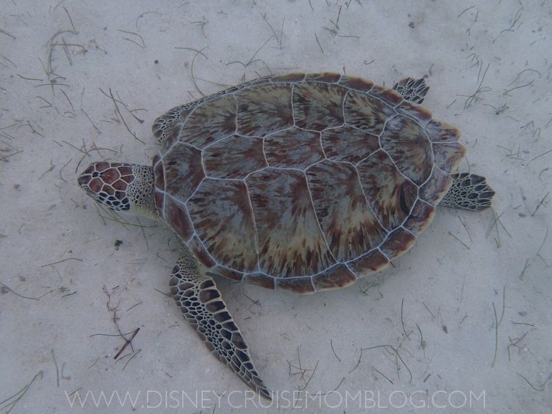 castaway cay snorkeling