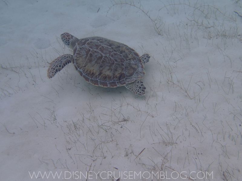 castaway cay snorkeling