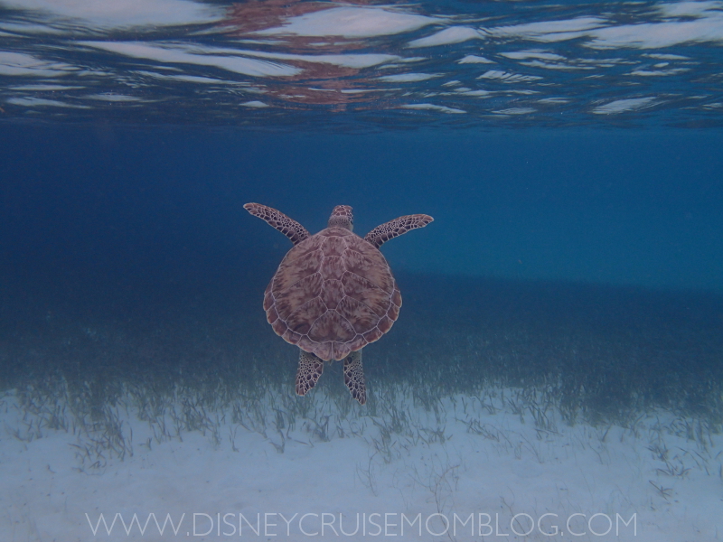 castaway cay snorkeling