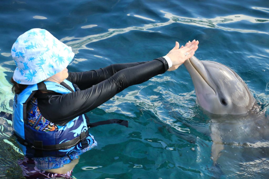 Cozumel Dolphin Discovery Chankanaab Disney Cruise