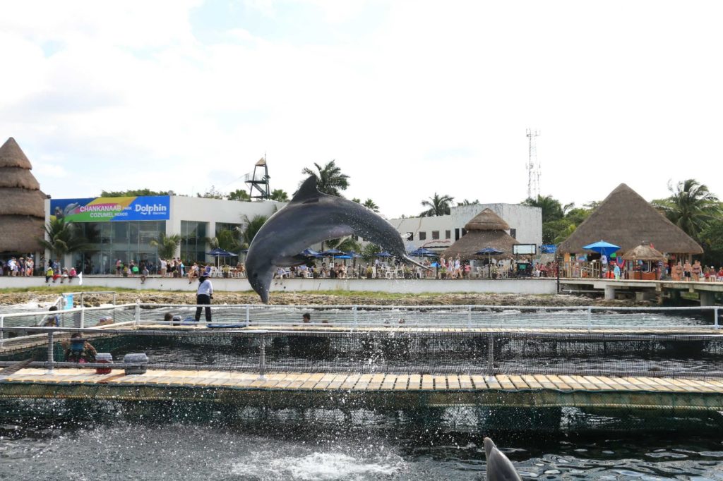 Cozumel Dolphin Discovery Chankanaab Disney Cruise