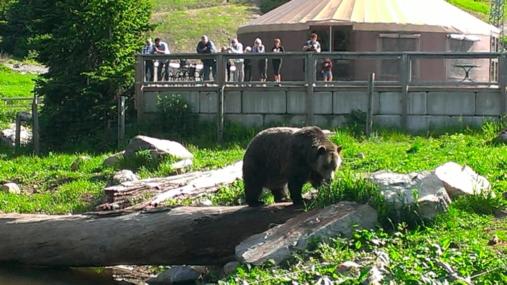 Guest Trip Report Disney Alaska