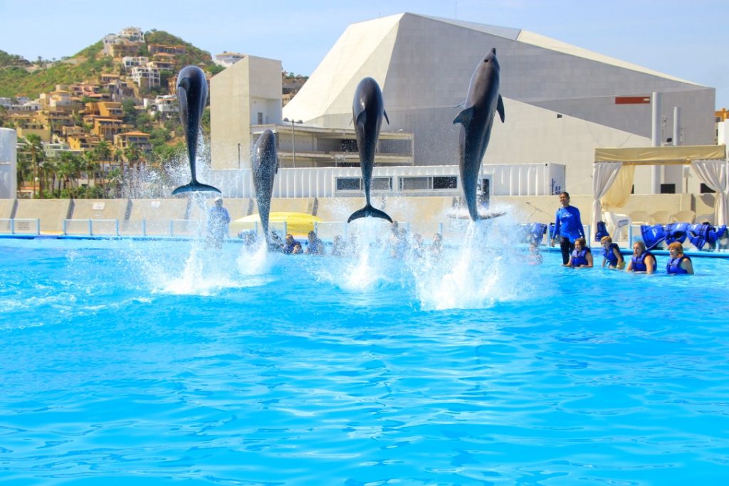 Disney Cruise Cabo Dolphin Swim Review